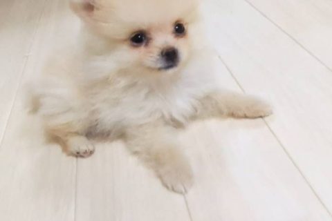 ポメラニアン