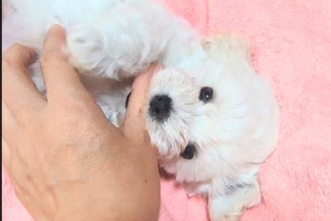 マルプー(マルチーズ×トイプードル)