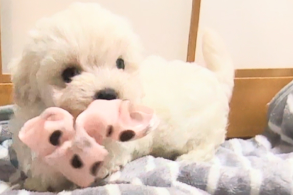 ブリーダー紹介