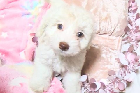 マルプー(マルチーズ×トイプードル)